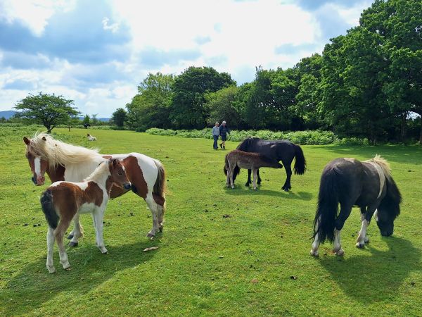 Ponies near Long Ash