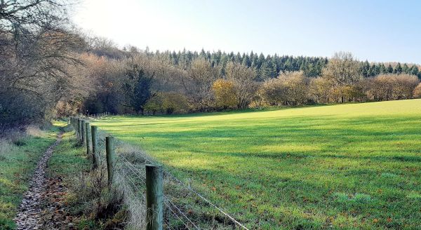 Great Beard's Wood