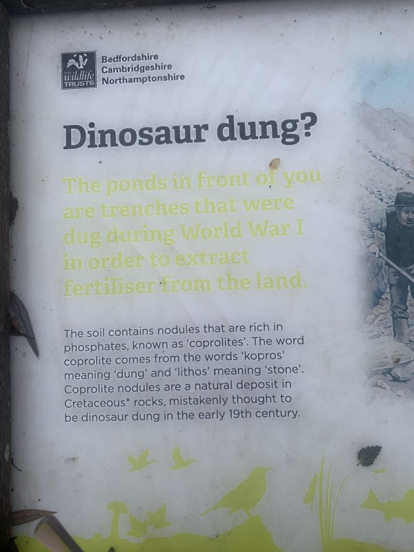 Dinosaur dung