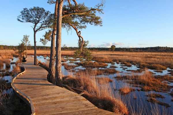 A boardwalk leading down a tree-lined marsh