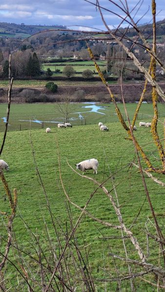 Sheep may safely graze