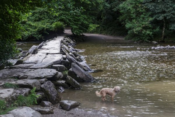 wet dog in Exmoor stream next to stone path