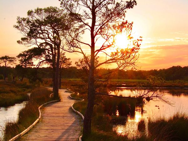 A sunset shot of the boardwalk at Thursley Common in Surrey