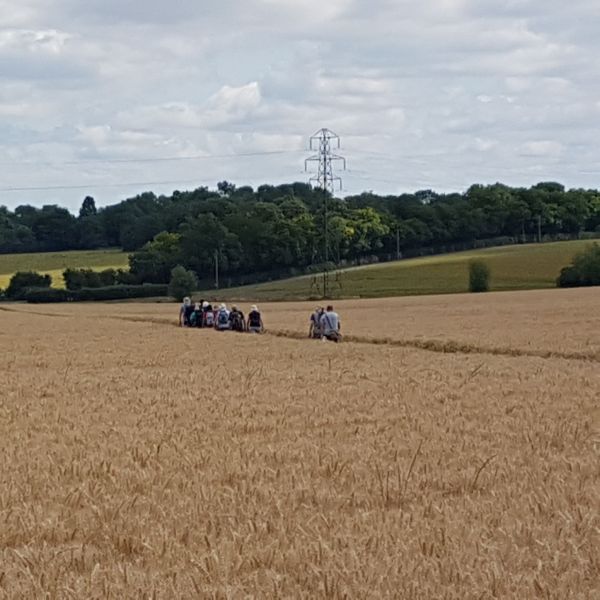 Ramblers walking in line through a cornfield