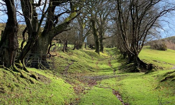 A pathway through trees