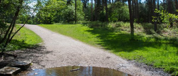 A shallow ford in a stream with trees. A pathway through a woodland. Shot at Cannock Chase, Staffordshire, England, UK.