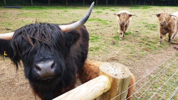 Three inquisitive cows