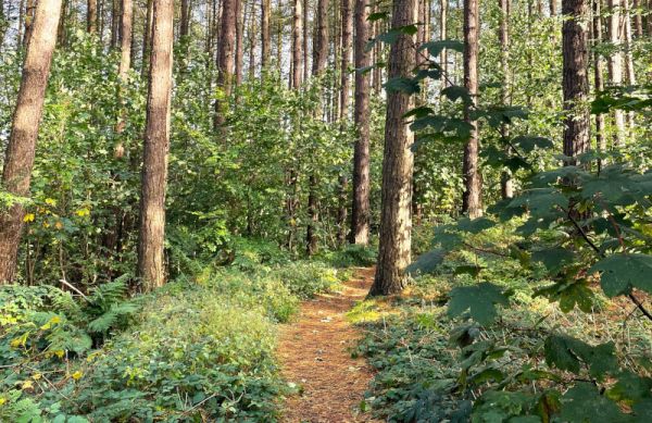 A narrow tree-lined path in Crookston woods