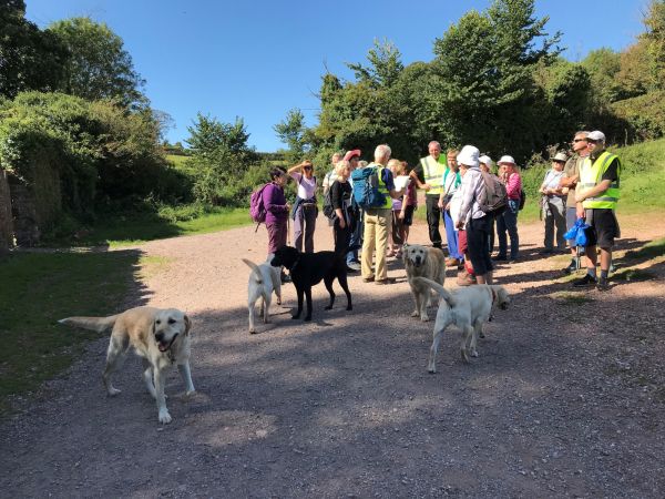 walkers planning a route with 5 labrador dogs excitedly moving around with blue skies above