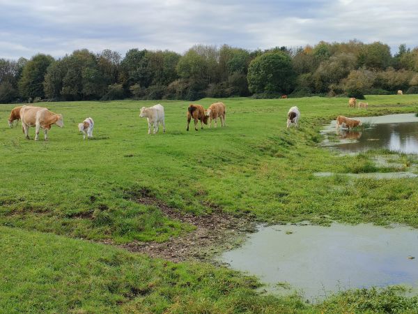 Dorney cows 