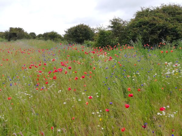 Wild flower meadow with poppies