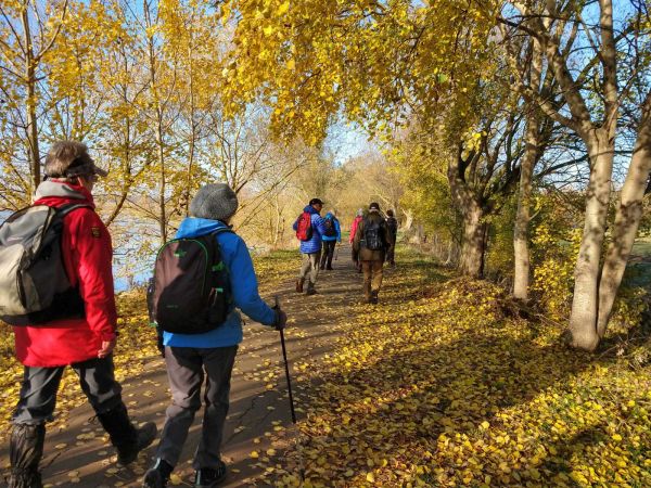 Walkers on a forest path, with golden leaves on the ground.