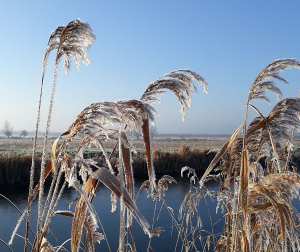 Frosty reeds framed by brilliant blue sky