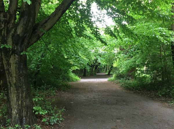 A treelined wide path