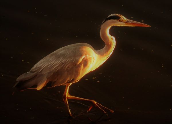 heron