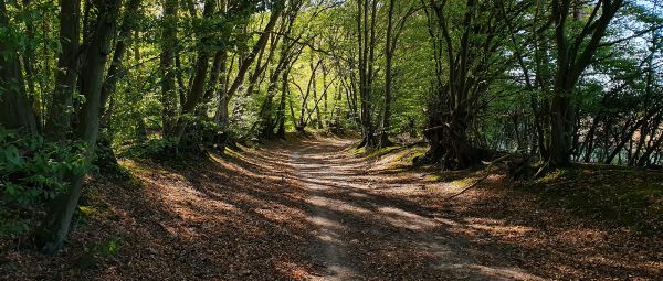 A wide path running through trees