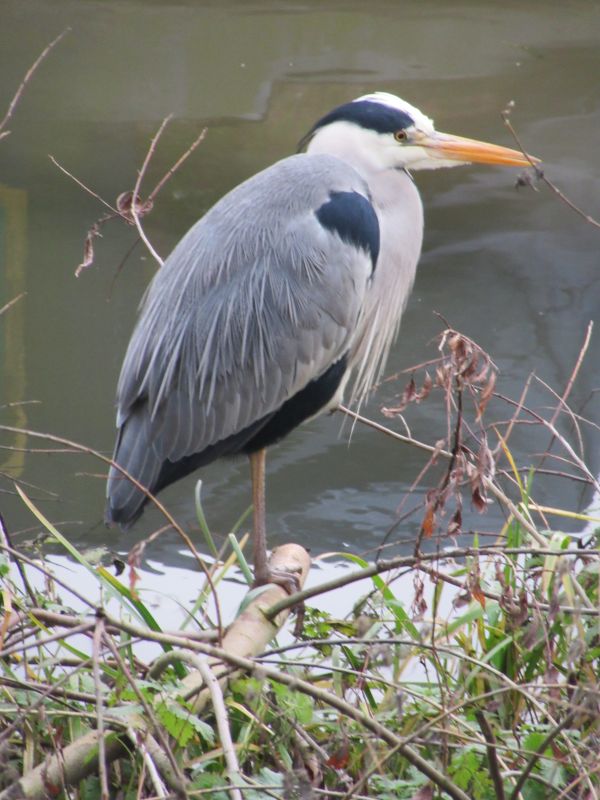 Heron