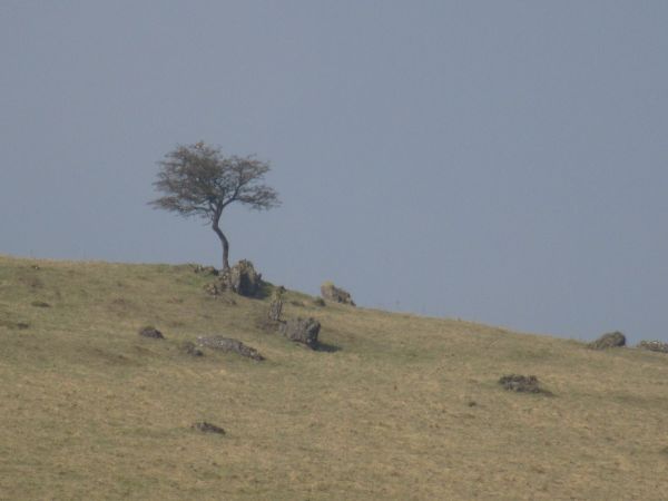 Lone Tree