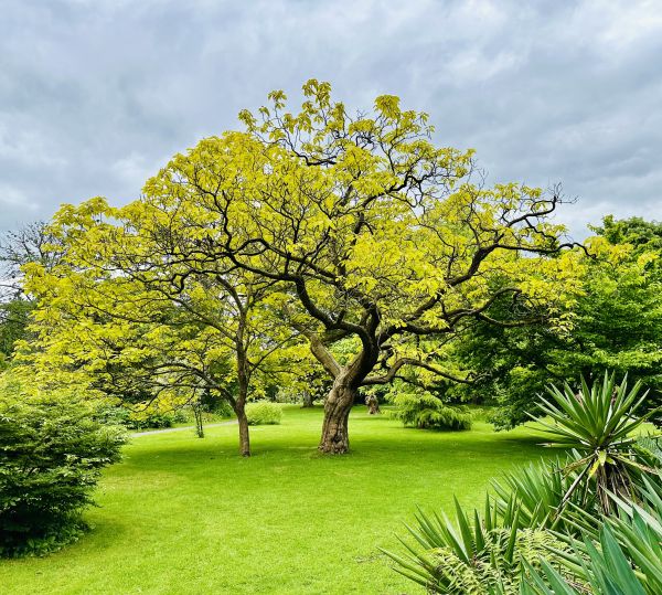 Botanic Gardens