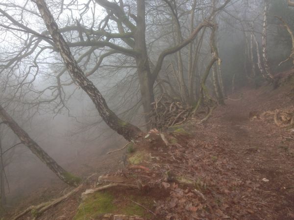 Bow Wood