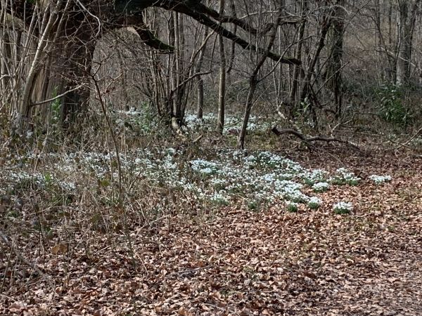 Snowdrops