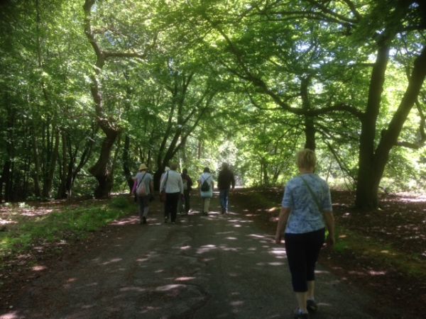 B Beeches walking in trees