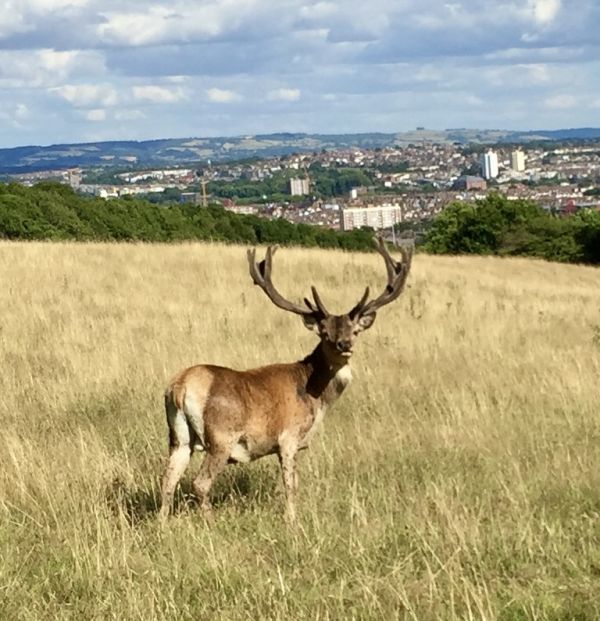 Red Deer Stag at Ashton Court