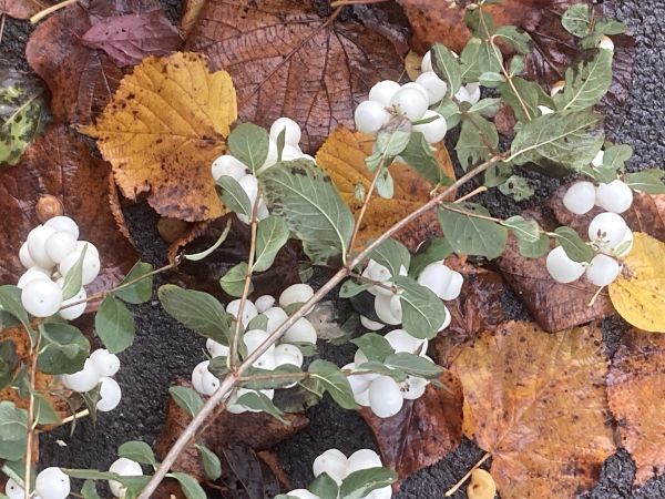 white berries