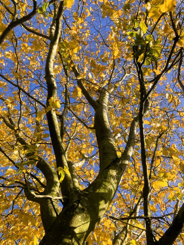 tree