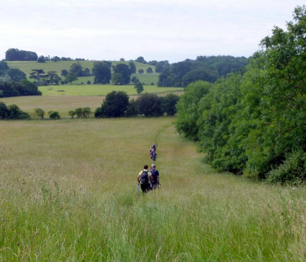 a line of walkers going through tall green grass