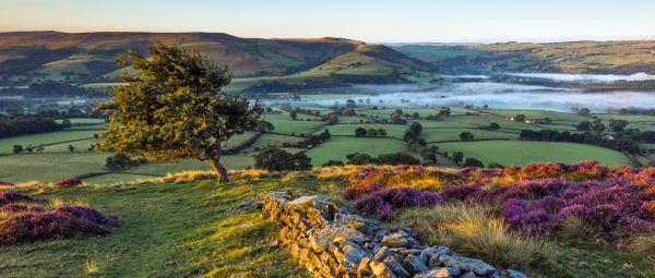 Landscape in the Peak District, with a stone wall and a hawthorn tree overlooking Hope Valley covered in morning mist and purple heather 