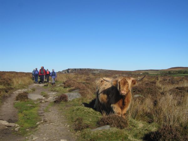 Moorland with Ramblers and highland cow