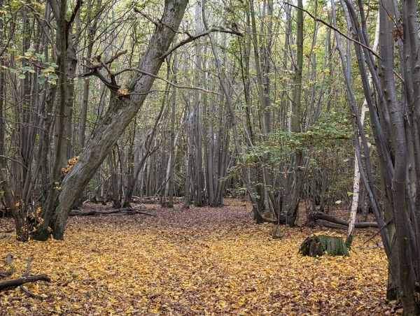 Ramblers in woods