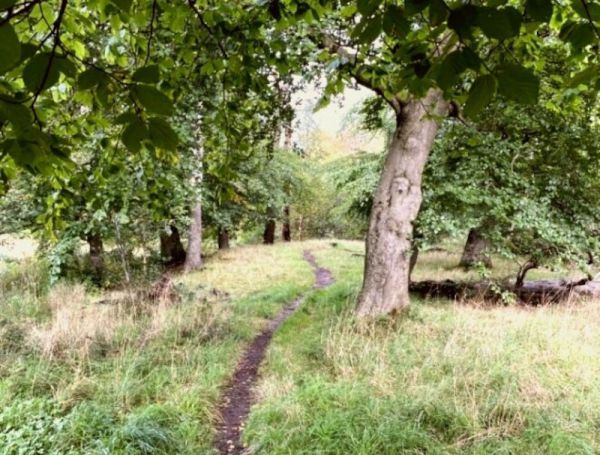 A narrow path leading through Shaw wood