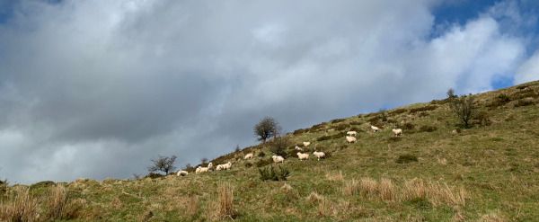 sheep grazing on a hill