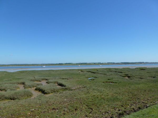 Estuary Marshlands