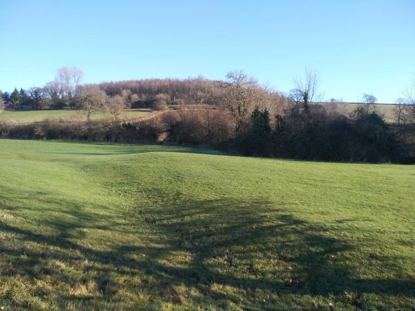 a green field with a copse in the background