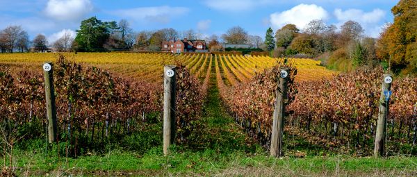 A footpath runs alongside a vineyard, with numbered rows of vines stretching into the background.