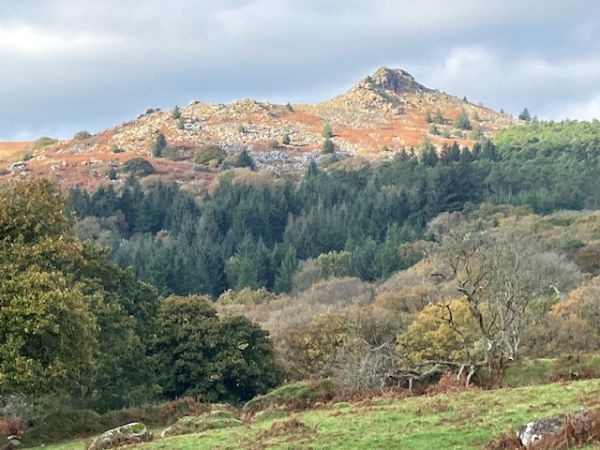 Sheeps tor