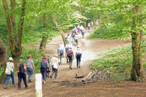 a long line of walkers going through a forest