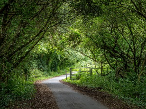 best wheelchair walks